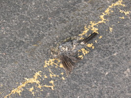 bird in road