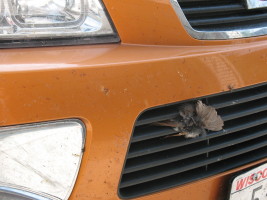 bird in orange car