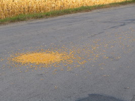 corn in road