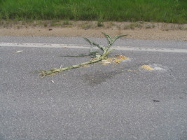 corn stalk in road