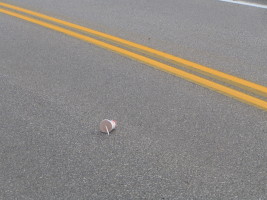 cup and straw in road