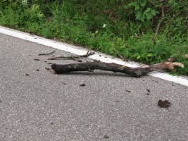 downed branch in road