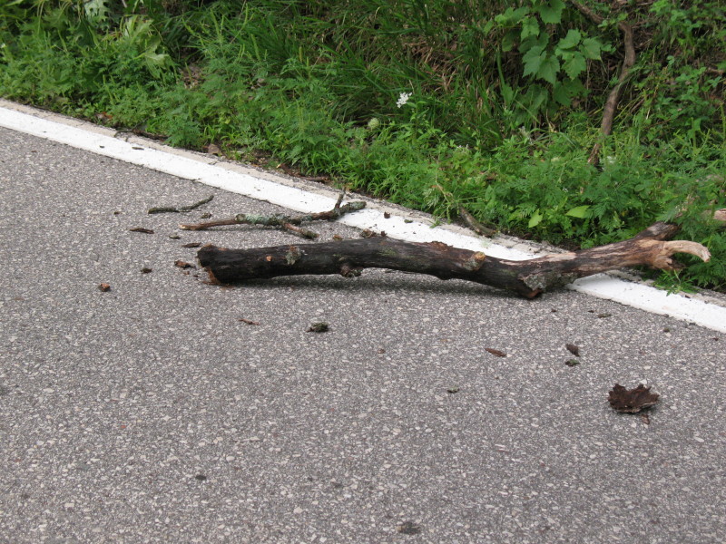 downed branch in road