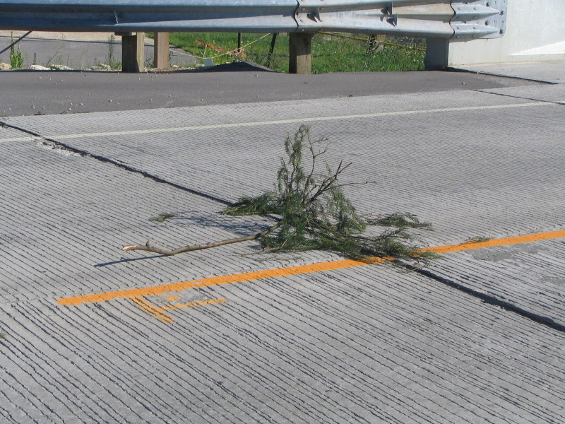 evergreen branch in road