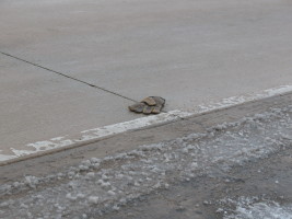 gloves in road with slush in watertown