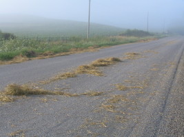 hay in road