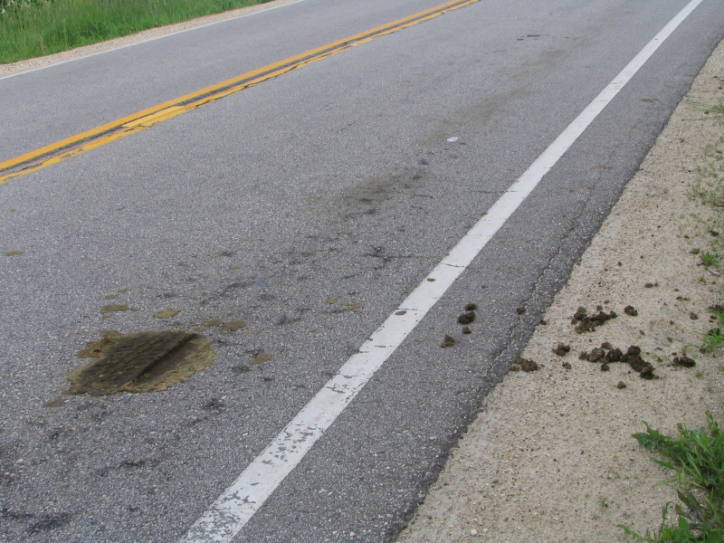 horse apples mashed on road