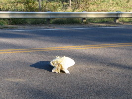 insulation in road