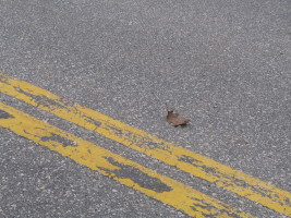 leaf in road