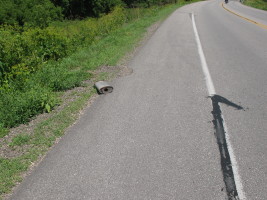 muffler in road