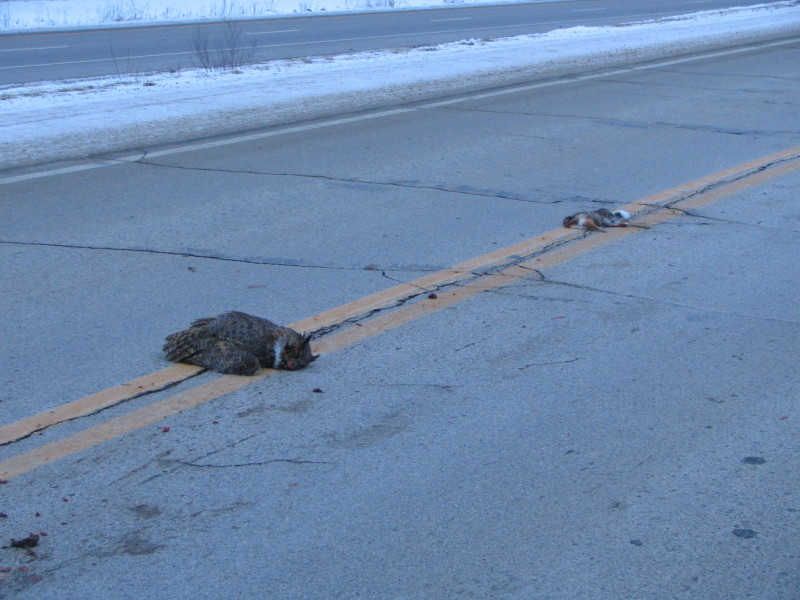 owl chasing rabbit, both hit