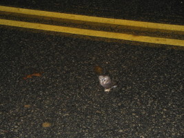 sawhet owl in road