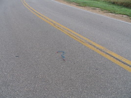 bungy strap in road