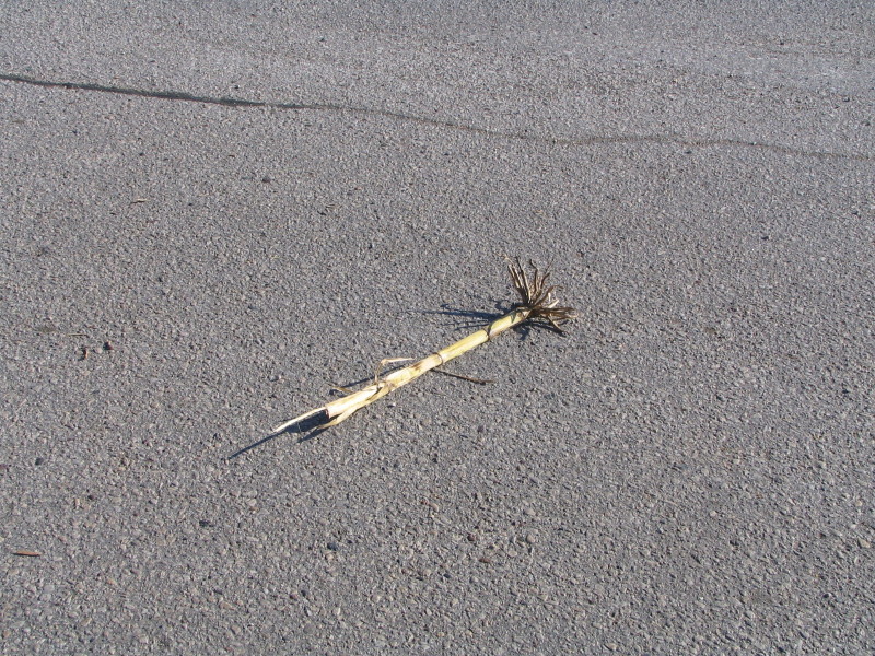 half cornstalk in road