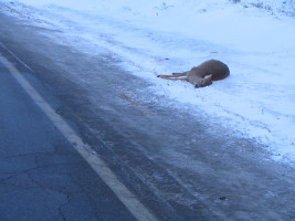 deer on roadside