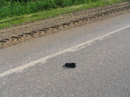 small shoe in road