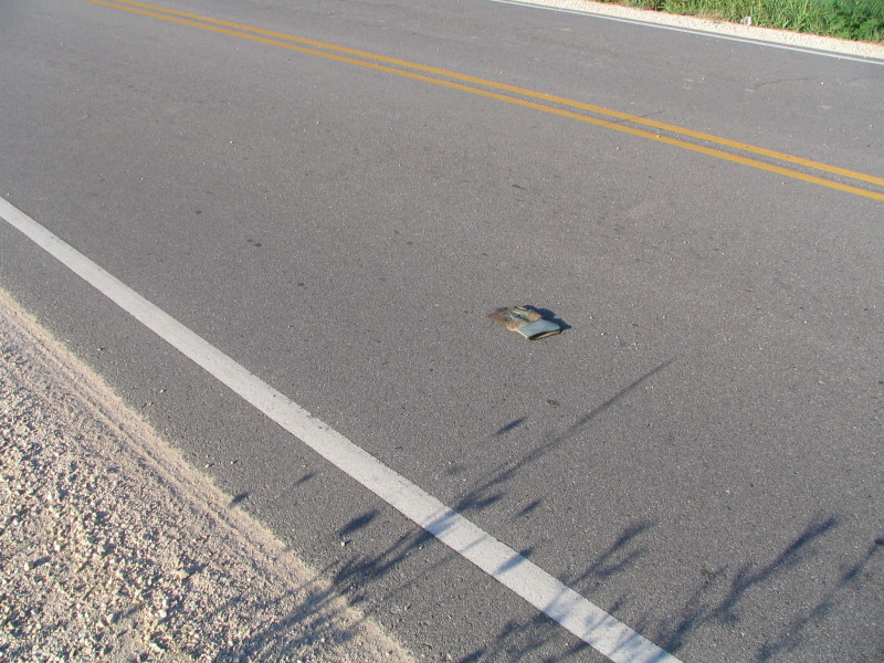 work glove in road with shadow