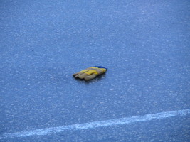 yellow work glove in the road